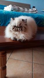 Gatto persiano adulto