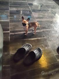 Iut chihuahua mini Toy