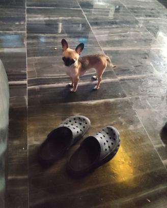 Iut chihuahua mini Toy