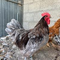 Gallo Australorp blu orlato