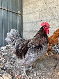 Gallo Australorp blu orlato