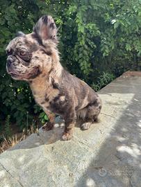 Bulldog Francese Fluffy