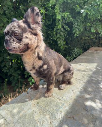 Bulldog Francese Fluffy