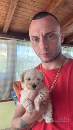 Barboncini toy piccolissimi color champagne