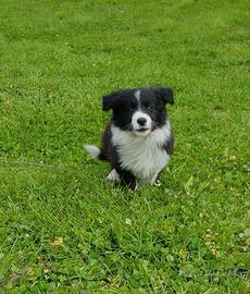 Border collie