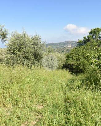 TER. AGRICOLO A TORCHIARA