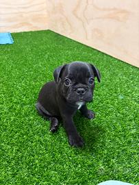 Splendidi cuccioli di bulldog francese