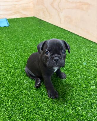 Splendidi cuccioli di bulldog francese