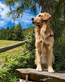 Golden Retriver per monta