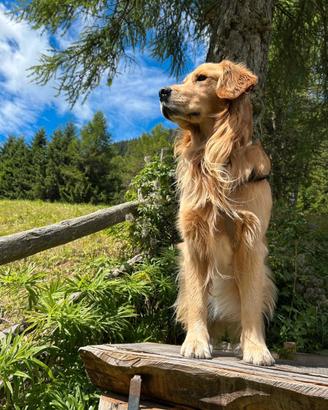 Golden Retriver per monta