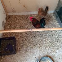 Galline americanelle, ornamentali