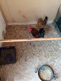 Galline americanelle, ornamentali