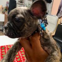 Bulldog francese