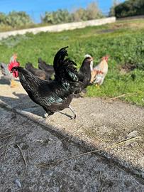 Gallo Australorp