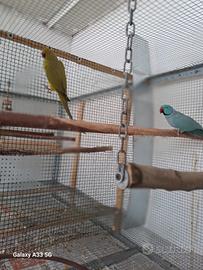 Pulli Parrocchetto dal collare