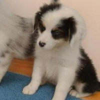 Pastore australiano con pedigree ENCI