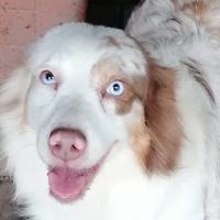 Australian Shepherd femmina red merle in adozione