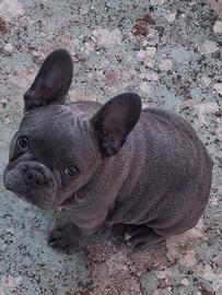 Buldog Francese maschio 4 mesi e mezzo
