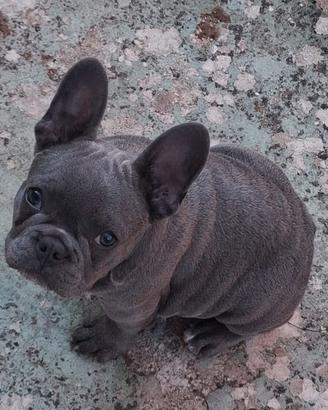 Buldog Francese maschio 4 mesi e mezzo