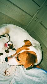 Cuccioli di Jack russel