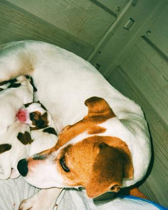 Cuccioli di Jack russel
