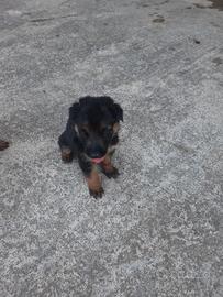 Cuccioli pastore tedesco