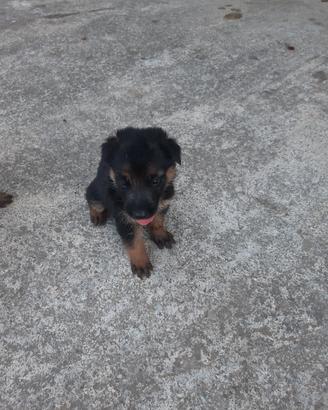 Cuccioli pastore tedesco