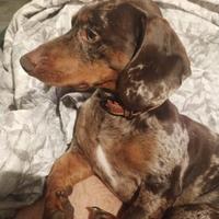 Bassotto nano arlecchino chocolate