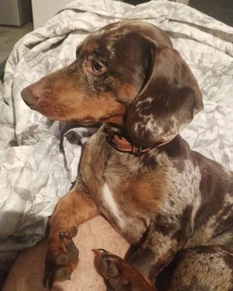 Bassotto nano arlecchino chocolate