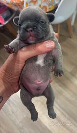 Bulldog francese