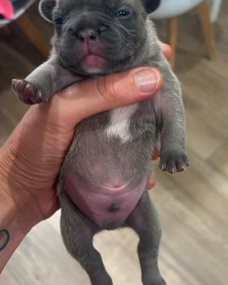 Bulldog francese