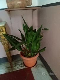 aspidistra