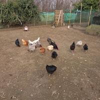 Galline ovaiole già in deposizione