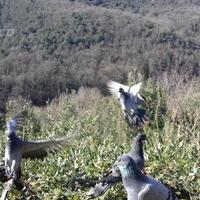 Piccioni volantini e Colombacci