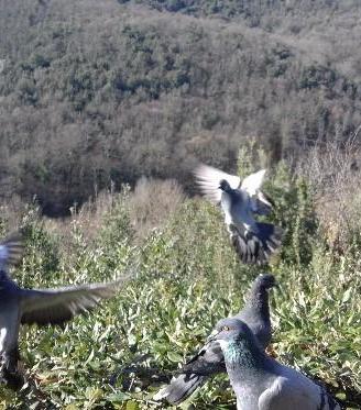 Piccioni volantini e Colombacci