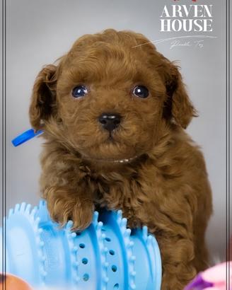 Barboncino toy con pedigree