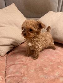 Cuccioli di barboncino mini toy