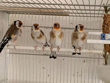 Canarini mosaico Rosso e cardellini mayor