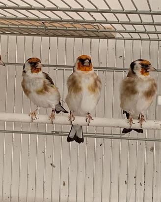 Canarini mosaico Rosso e cardellini mayor