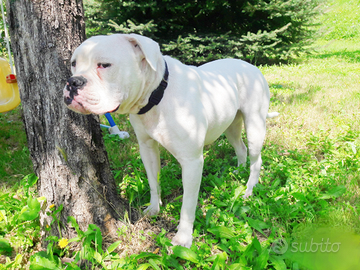 American bulldog