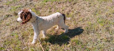 Lagotto romagnolo con pedigree