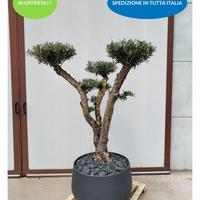 Ulivo macrobonsai con vaso