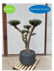 Ulivo macrobonsai con vaso