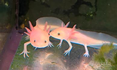 Axolotl