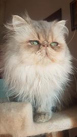 Gatto persiano