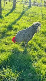 Gallo Amrok