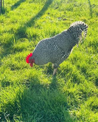 Gallo Amrok
