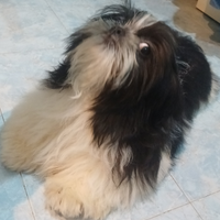 Cucciolo shih-tzu shitzu shihtzu con pedegree