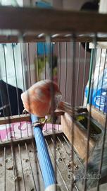 Coppia canarini affiatati e giovani