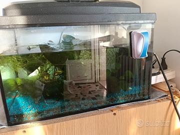 acquario da 25 litri 